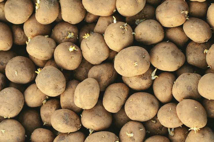 patate con germogli