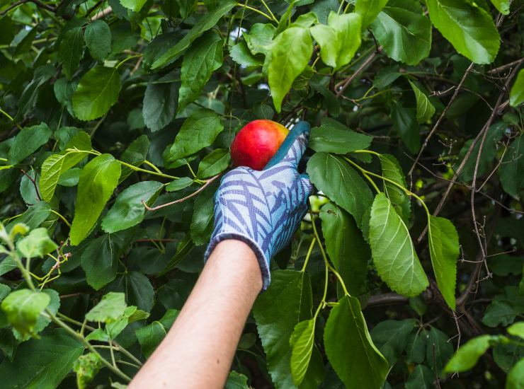 Una persona che coglie un frutto