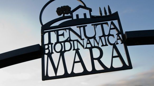 Tenuta Mara | Sangiovese biodinamico