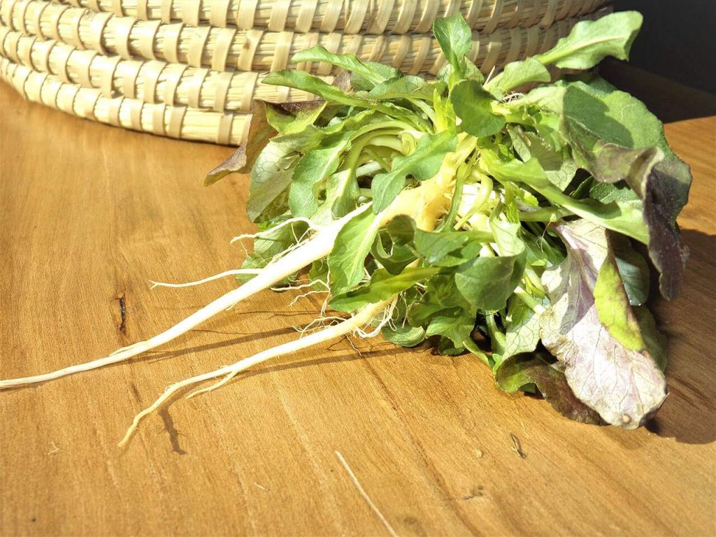 Il Raperonzolo: un Tesoro Gastronomico e Medicinale della Romagna