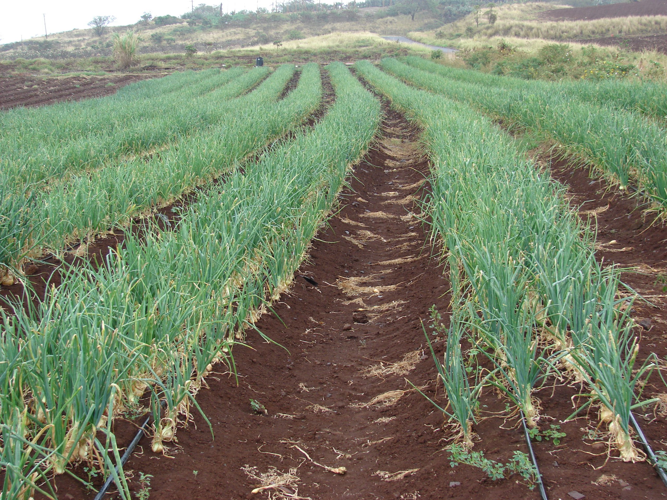 Una Serata Delicata di Zafferano a Bagnara di Romagna