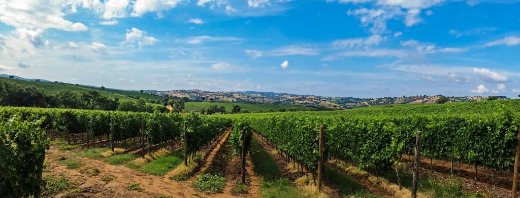 Un Giorno di Degustazioni alla Tenuta Casali: Celebrando il Famoso