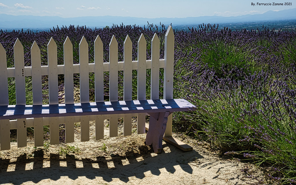 Festa della Lavanda a Casola Valsenio: un Sabato Serale di Profumi e Sapori