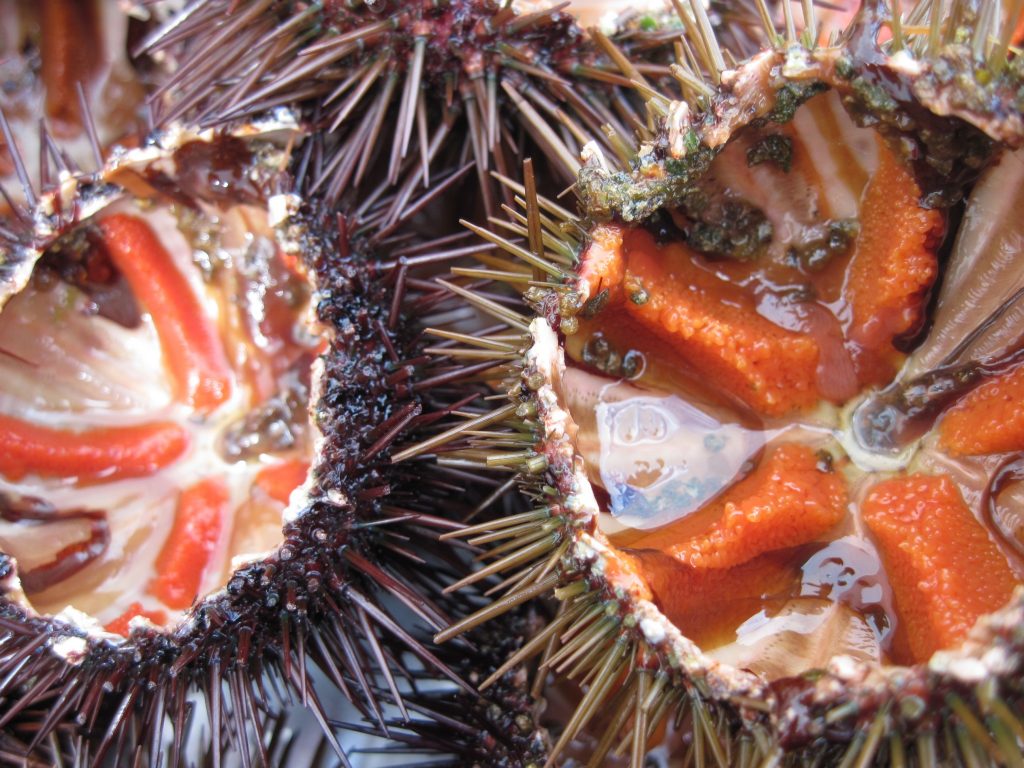 Delizie Marinare a Marina di Ravenna: un mese di sapori ittici