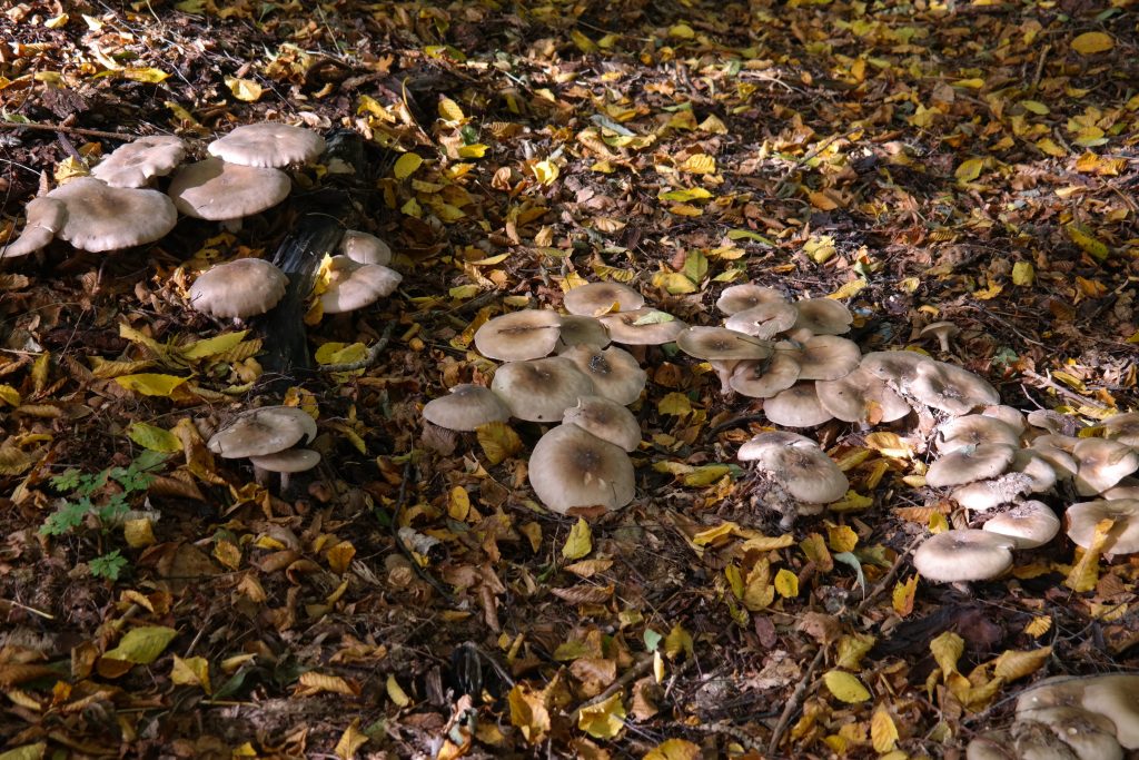 I sapori autunnali: funghi e ricette romagnole