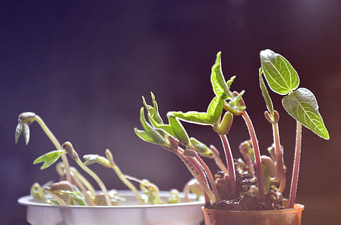 Castrocaro Terme: Esperienza Sensoriale con le Erbe Aromatiche – 4 Luglio 2022