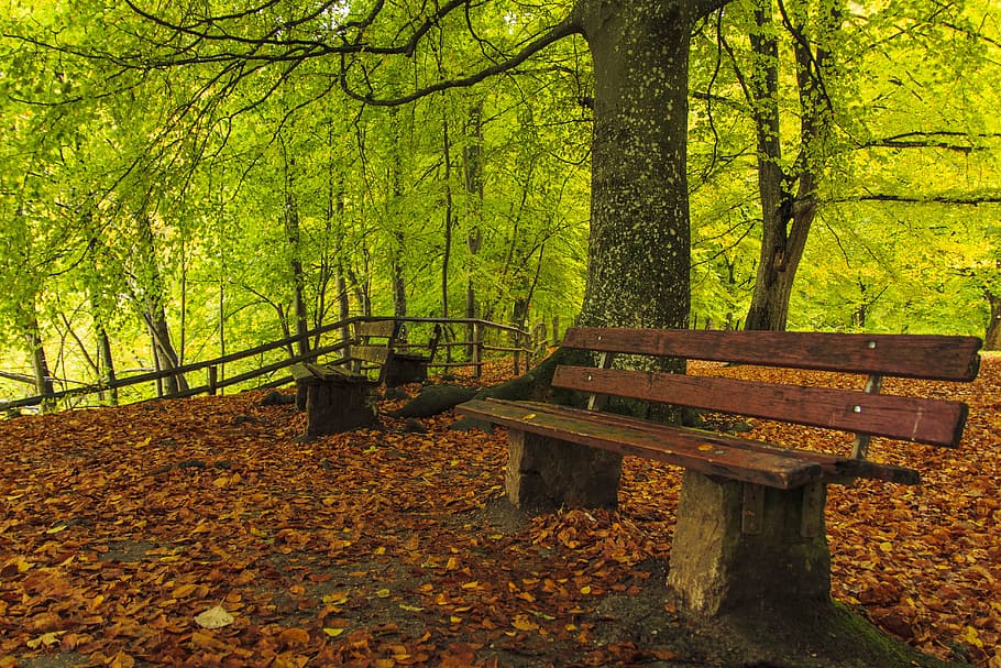 Autunno Slow 2023: Immersioni Sensoriali nel Parco Nazionale delle Foreste Casentinesi
