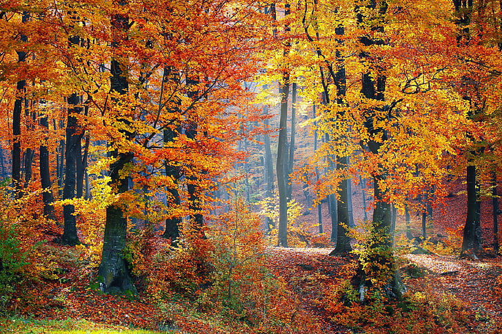 Badia Prataglia’s Autumnal Celebration: Foliage Festival and Chestnut Feast