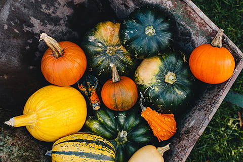 I benefici della zucca per la salute e il benessere