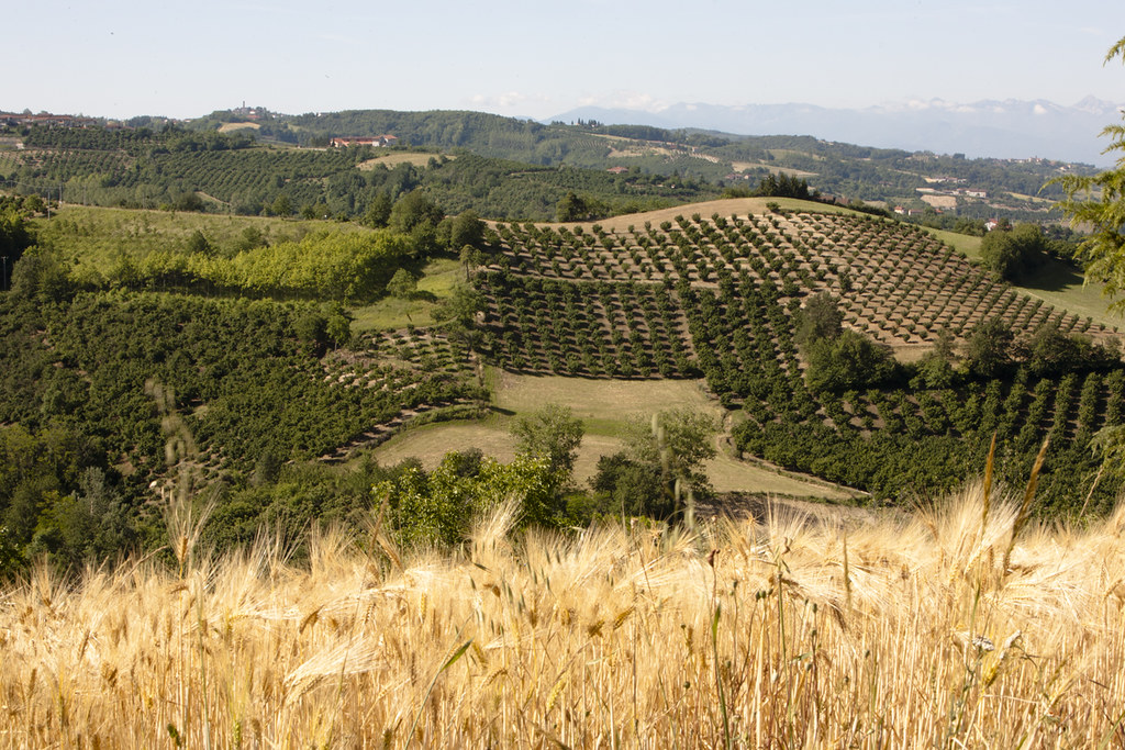 Il più grande parco agroalimentare mondiale apre a Bologna: FICO Eataly World
