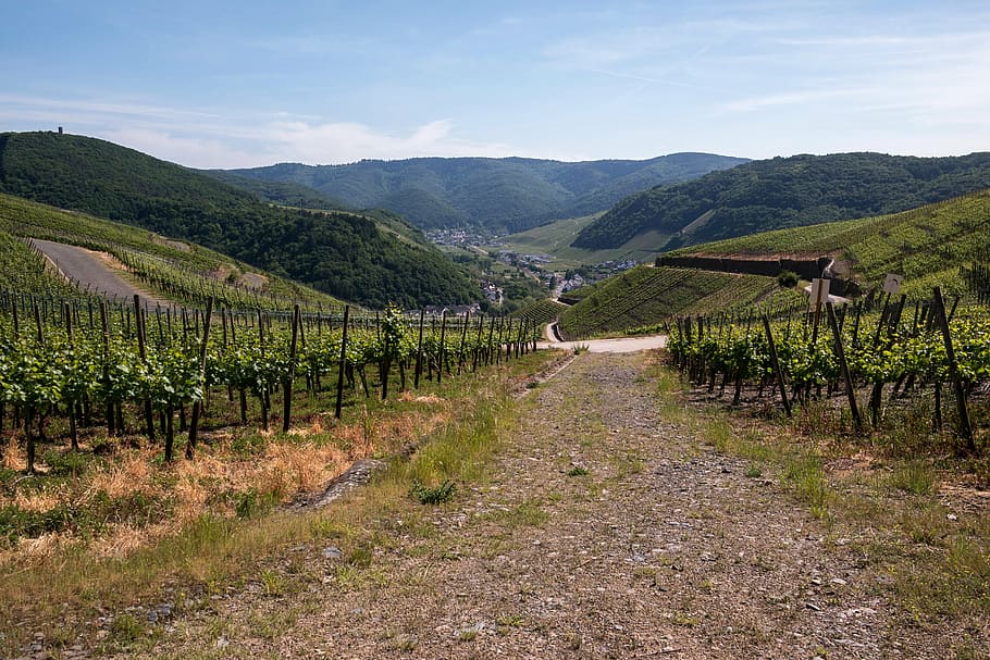 Borgo Condé: Un’Esperienza Enogastronomica nella Romagna Collinare