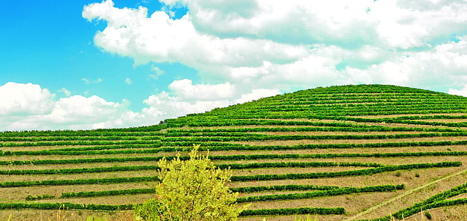 Deliziose Escursioni tra i Vigneti di Cesena e Forlì