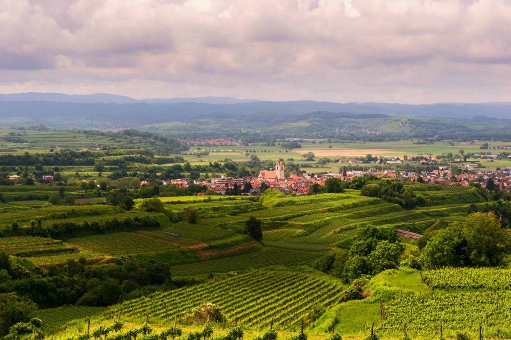 Esplorando i Sapori dell’Emilia-Romagna: Cantine e Vigneti Aperti