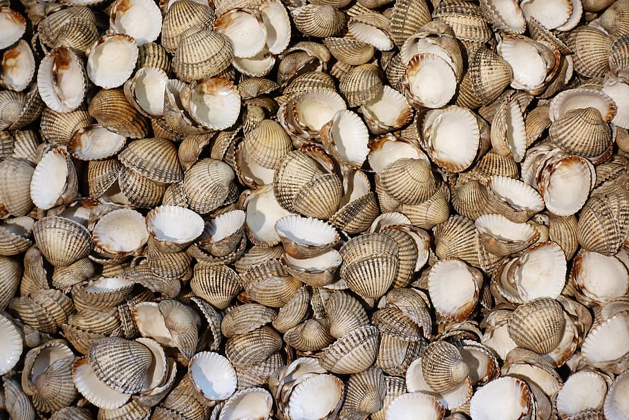 Romagna: Un Viaggio Culinario tra Sale e Tradizione