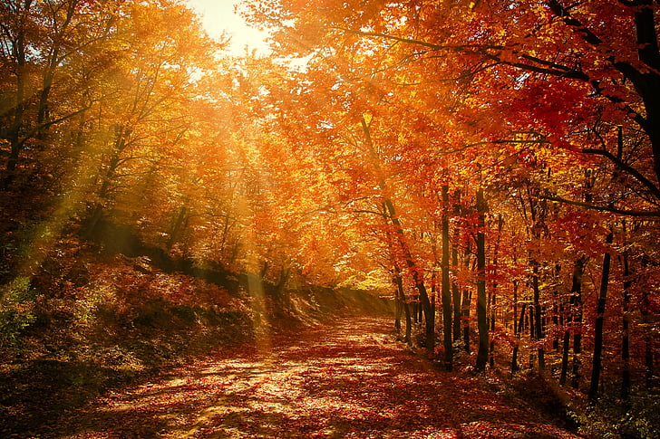 Immersioni autunnali nel Parco Nazionale delle Foreste Casentinesi: un’esperienza “slow”