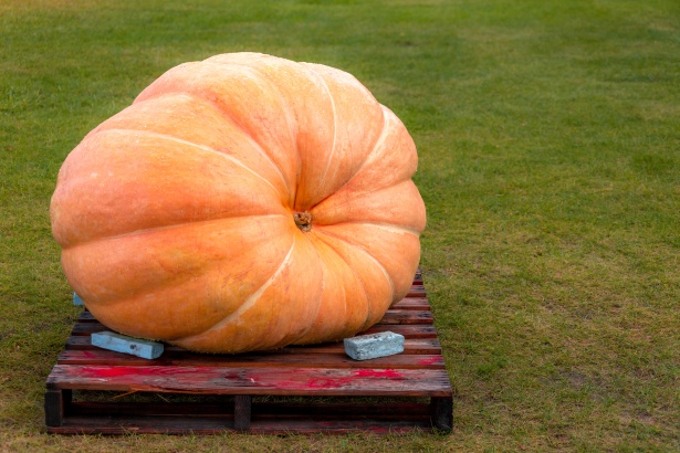 La popolarità delle zucche di Halloween spinge la produzione agricola italiana