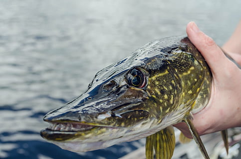 Cesenatico celebra la pesca sostenibile: il “Villaggio del Pescatore”