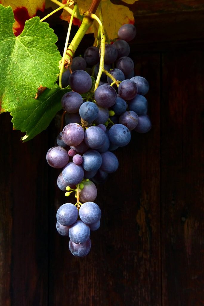 Passeggiata tra i vigneti di Verucchio: vini, sapori e tradizioni romagnole