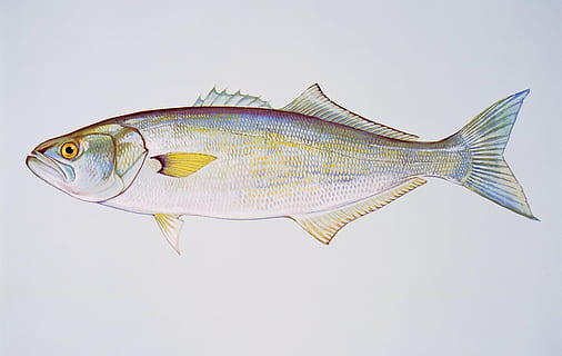 Il Pesce Azzurro Adriatico: un Tesoro Estivo Romagnolo