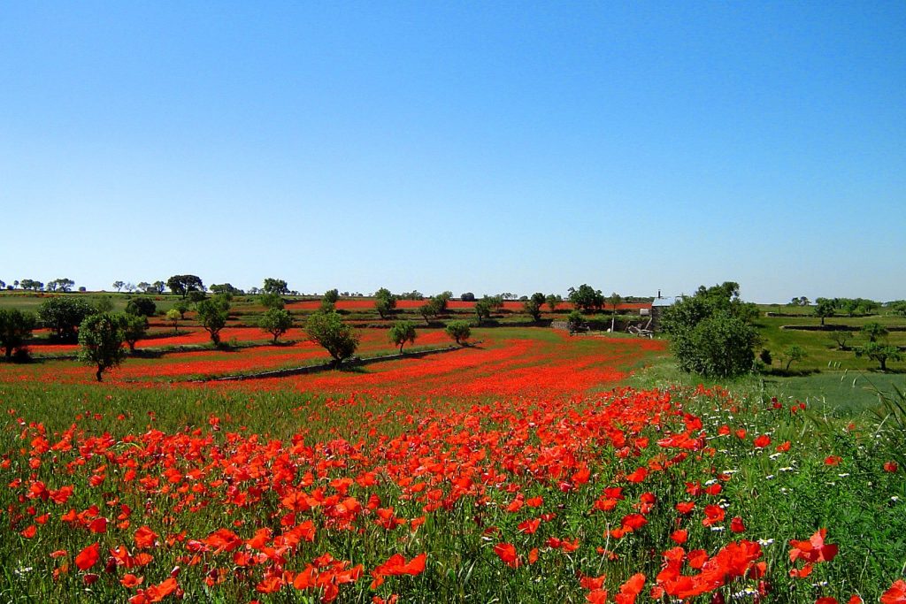 Esplorando la campagna romagnola: un viaggio tra sapori e tradizioni