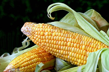 Trasparenza alimentare: nuova etichettatura per pasta e riso