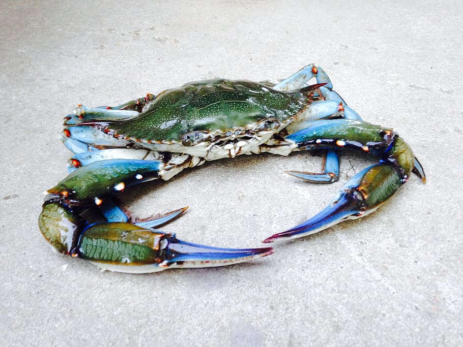 Celebrazione del Marinato a Comacchio: Un Weekend di Tradizioni e Sapori