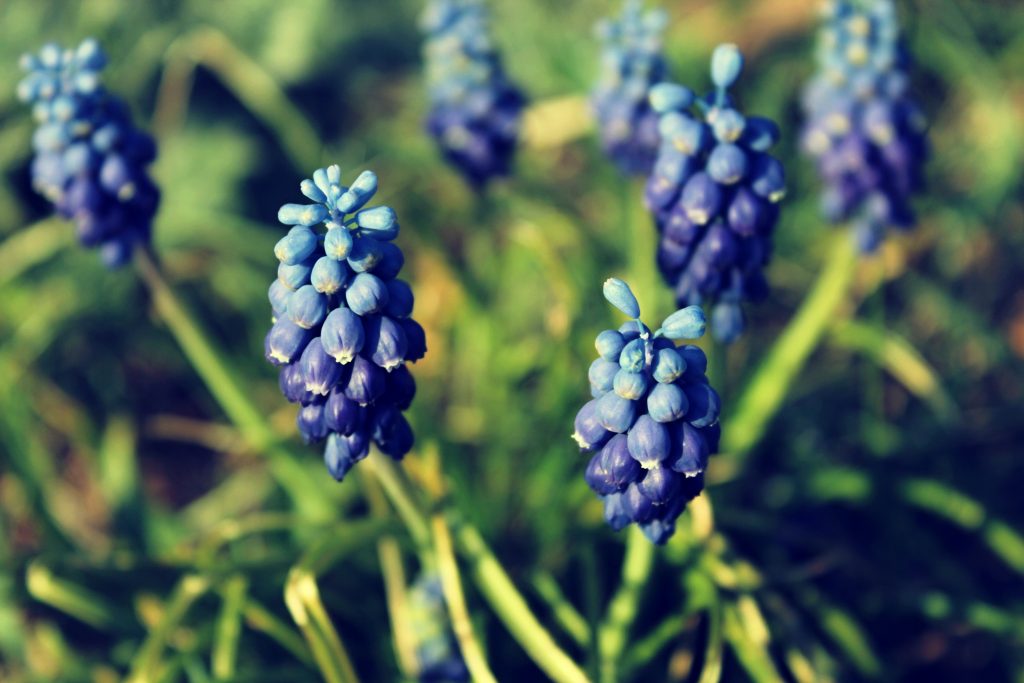 Celebrazione primaverile a Casola Valsenio: una tradizione centenaria
