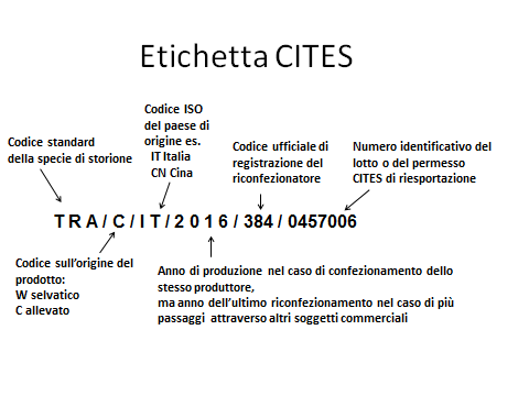 Produzione domestica di ghiaccio alimentare: una guida alla sicurezza