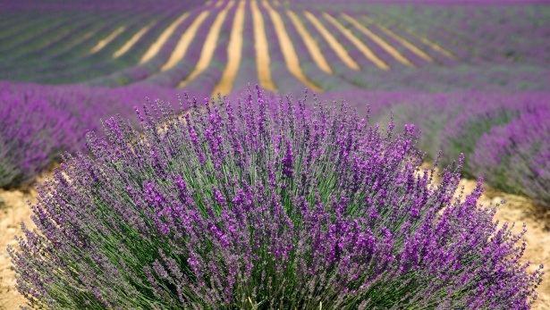 Festa della Lavanda a Casola Valsenio: Un Weekend di Profumi e Sapori