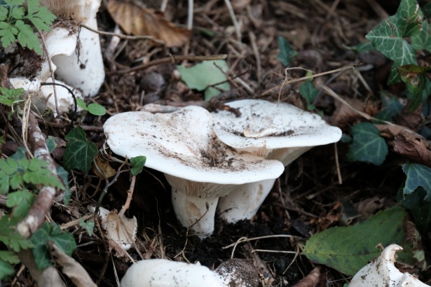 I benefici dei funghi: un tesoro del sottobosco