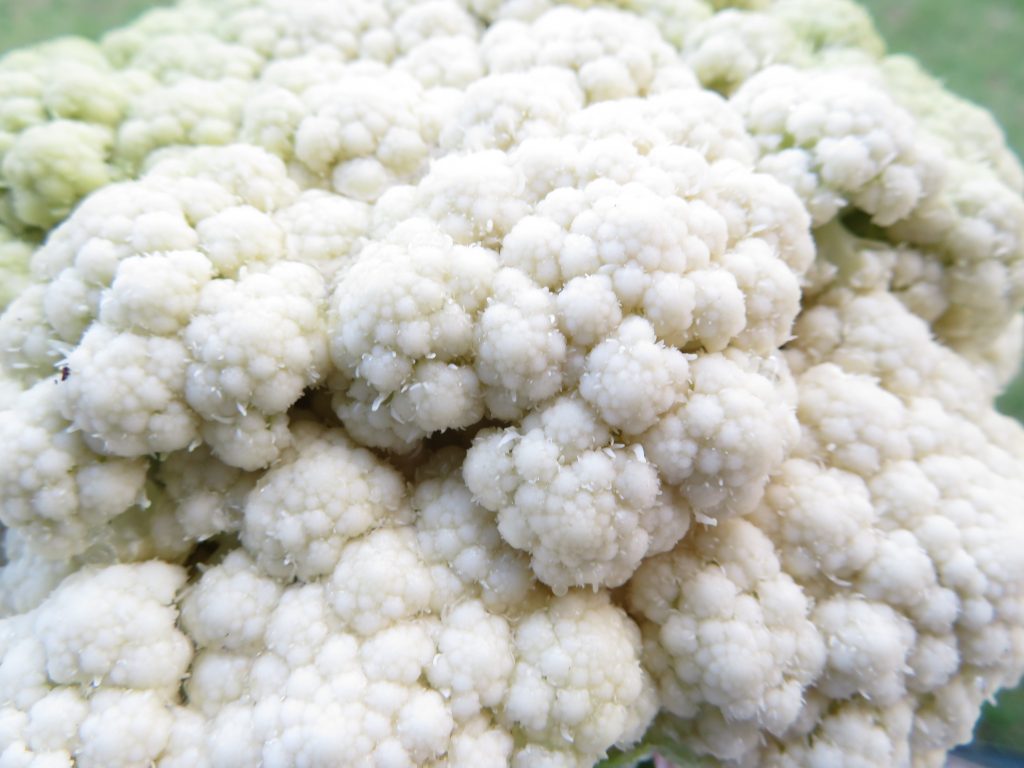 Il Cavolfiore Romagnolo: un tesoro stagionale per la tua dieta
