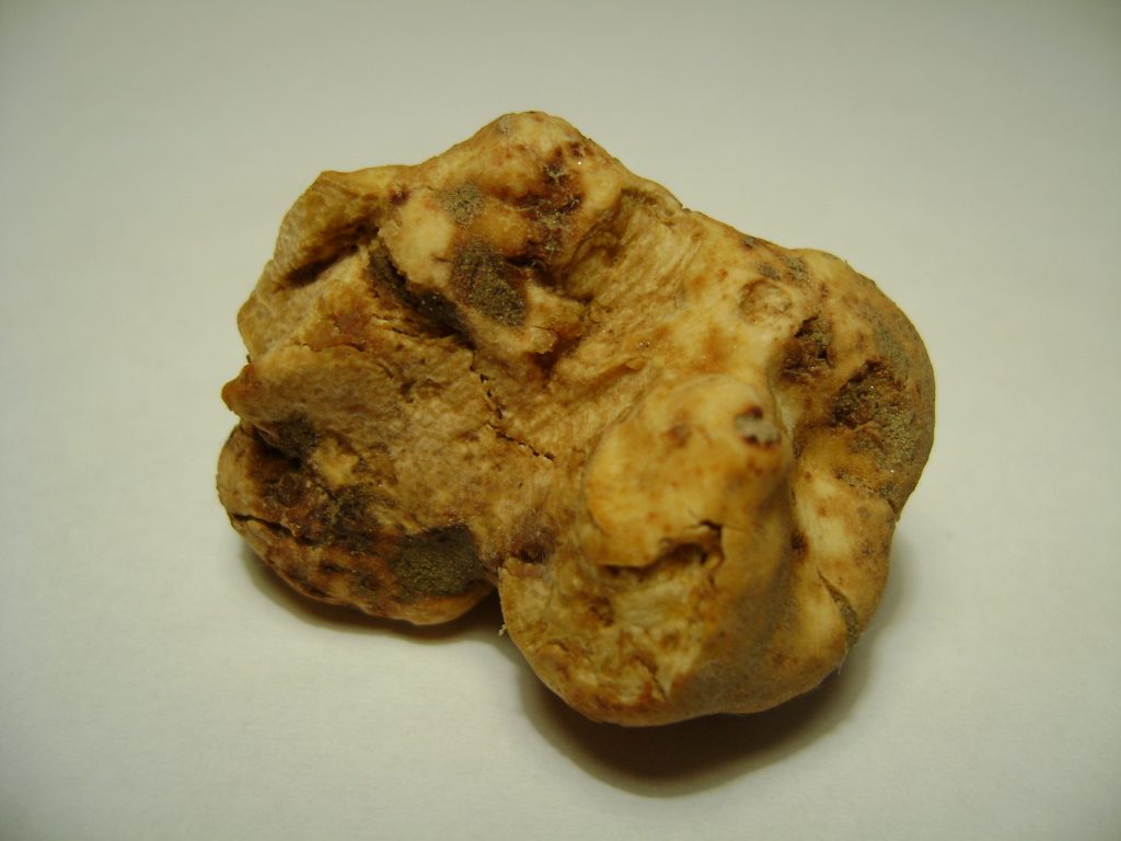 Quotazioni del Tartufo Bianco: Stabilità e Sfide di Mercato