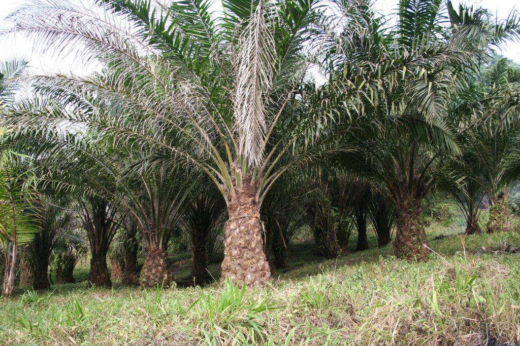 L’olio di palma: un’analisi approfondita tra pregi e criticità