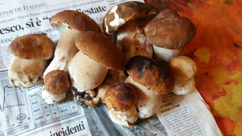 La stagione dei funghi porcini in Romagna: una delizia autunnale