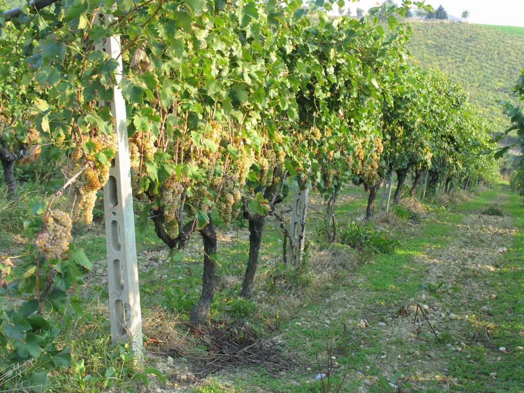 Il Trebbiano: Un Vitigno Storico in Ascesa?
