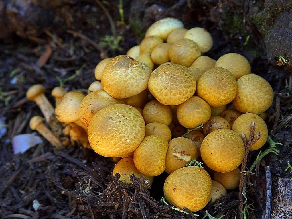 Il Fungo Chaga: Un Dono della Natura per la Salute
