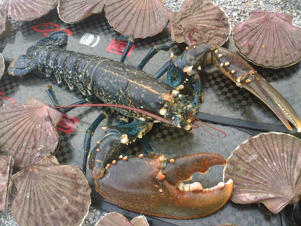 Fermo Peschereccio Adriatico: Un’Analisi del Periodo di Stop