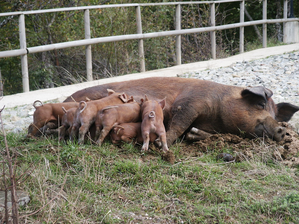 Il Dibattito sulla Carne: Benessere e Salute a Tavola