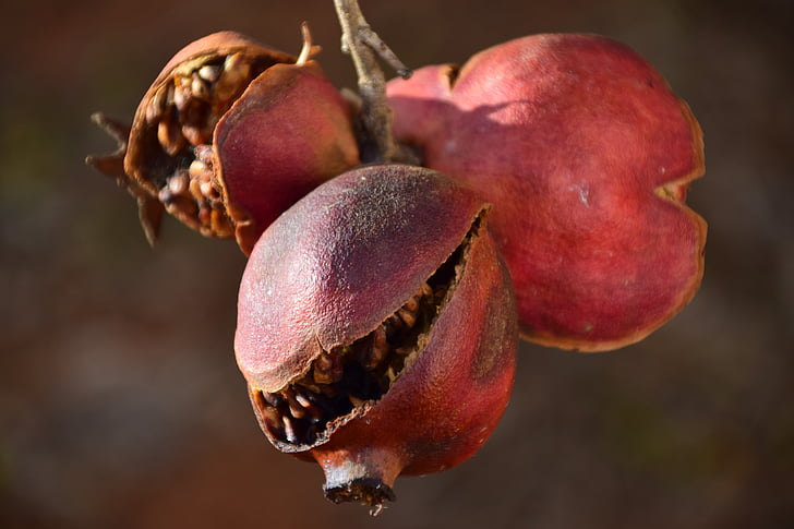Il fascino delle fragole romagnole: un’esplosione di sapore e salute
