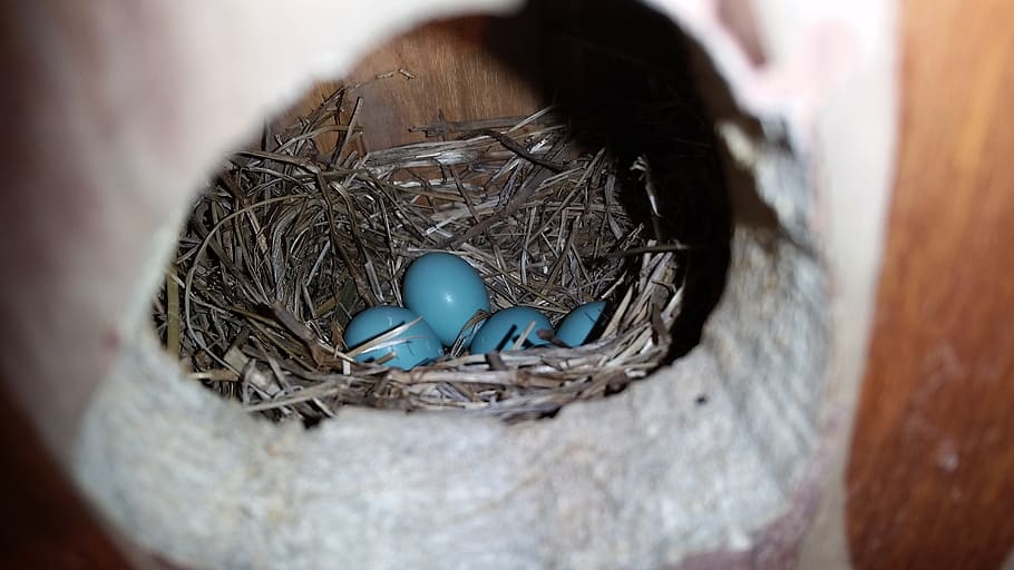 Uova di Primavera: Una Guida all’Acquisto Consapevole