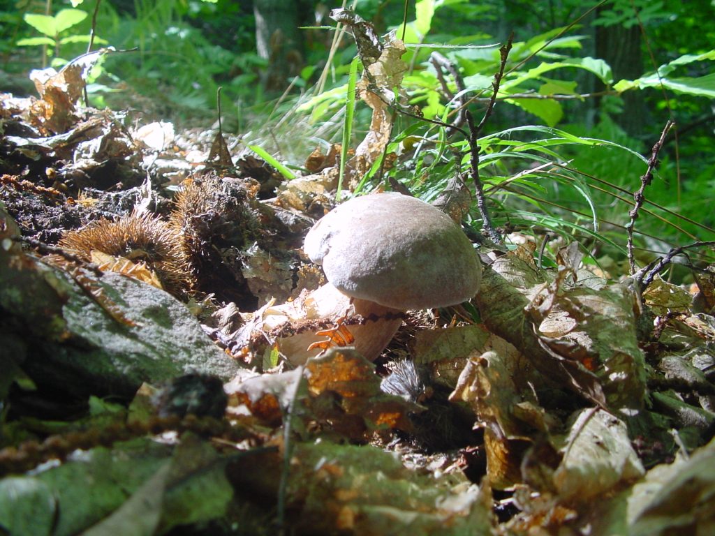 Consigli per la Raccolta di Funghi Porcini