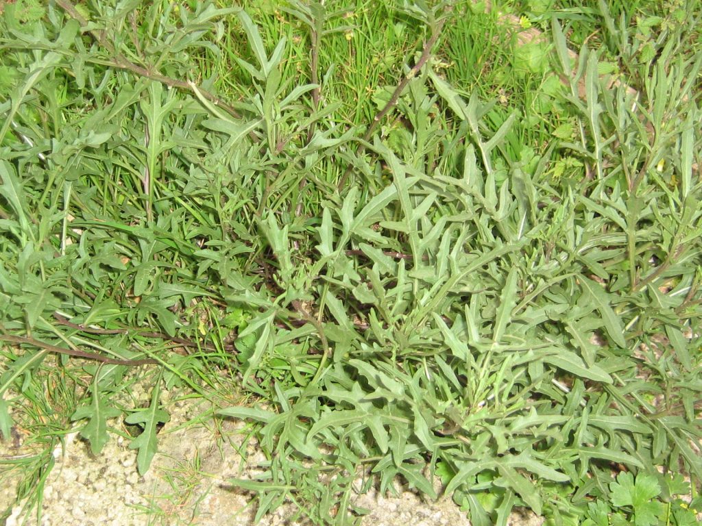 La Rughetta selvatica: un tesoro spontaneo della Romagna