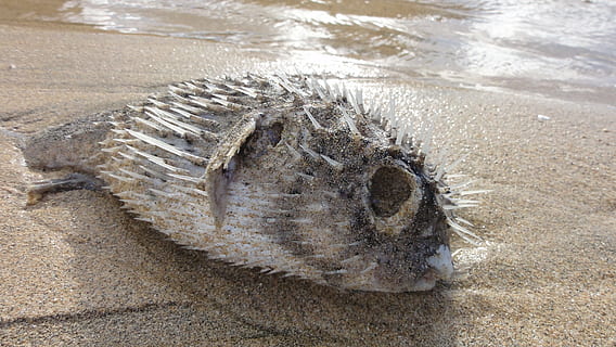 Delizie di mare romagnole: la rustida di pesce azzurro