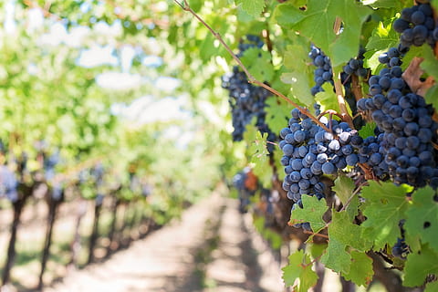 La vendemmia emiliano-romagnola del 2016: un’annata di successo