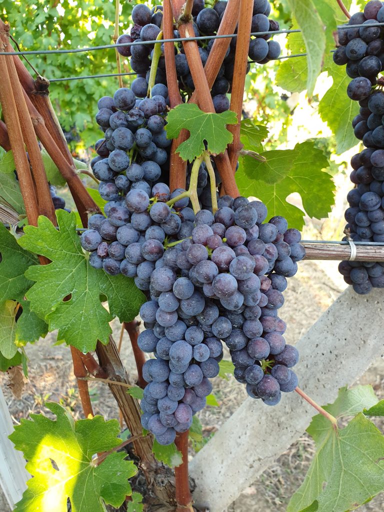 I benefici dell’uva: un tesoro autunnale