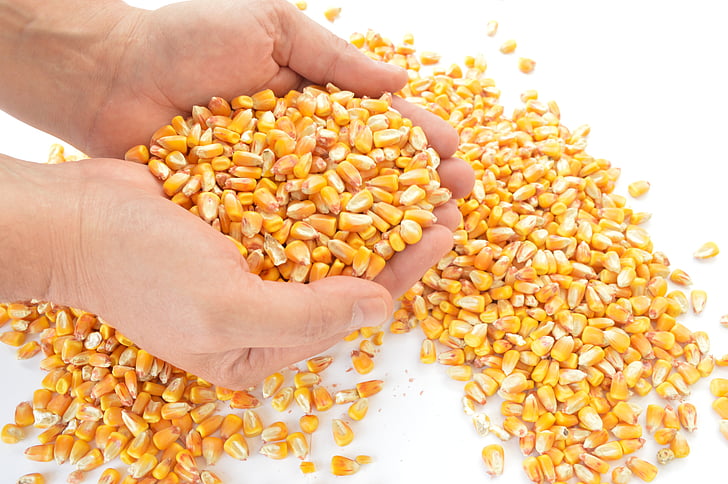 L’unione vincente di legumi e cereali: un’alimentazione sana ed economica