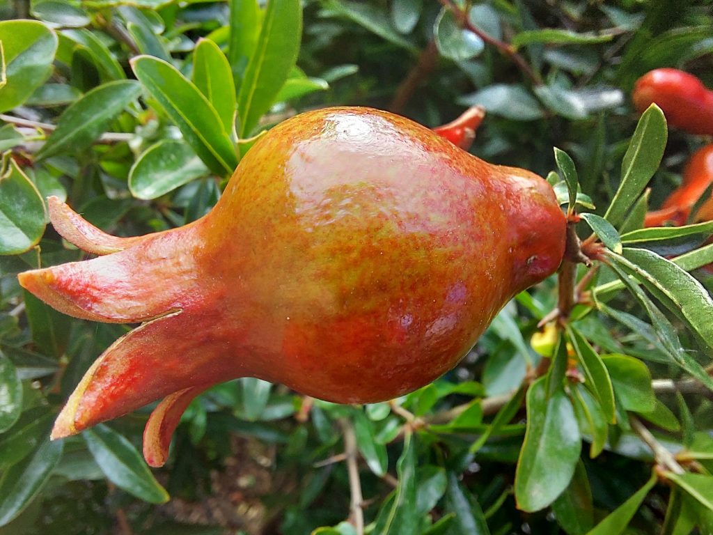 Il Melograno: Un Gioiello di Salute e Bellezza, dalla Romagna al Mito