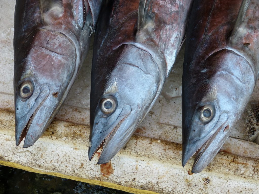 Delizie ittiche al Ristorante Giorgio: un menù speciale per “Azzurro come il pesce”
