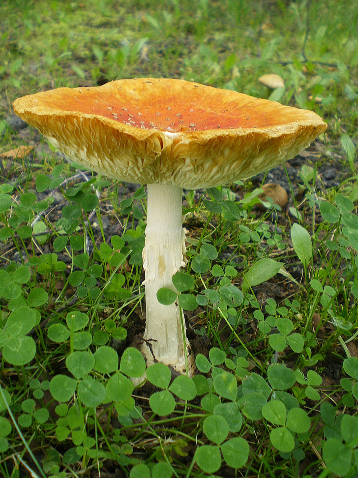 Il Lyophyllum georgii: un tesoro gastronomico primaverile