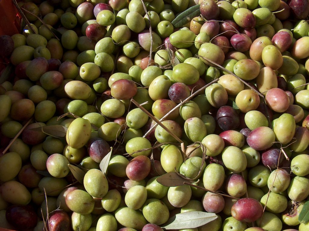 Conservare le Olive Fresche: Metodi e Ricette per un Raccolto Delizioso